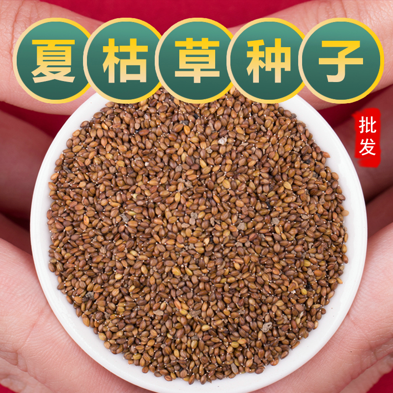 中药夏枯草种籽四季种植苗白毛夏枯草茶种子中药材黄芩苗孑