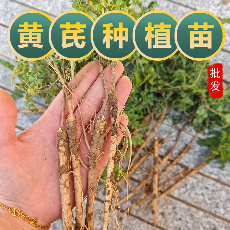黄芪种植苗黄芪苗中药材名贵药材种植苗大全党参当归黄精甘草黄芩