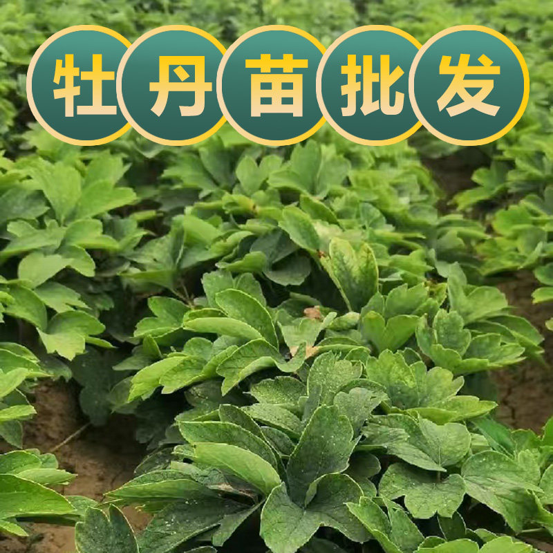 药用牡丹苗一年基地现挖直发耐寒占地药材丹皮苗学生观察公园绿化