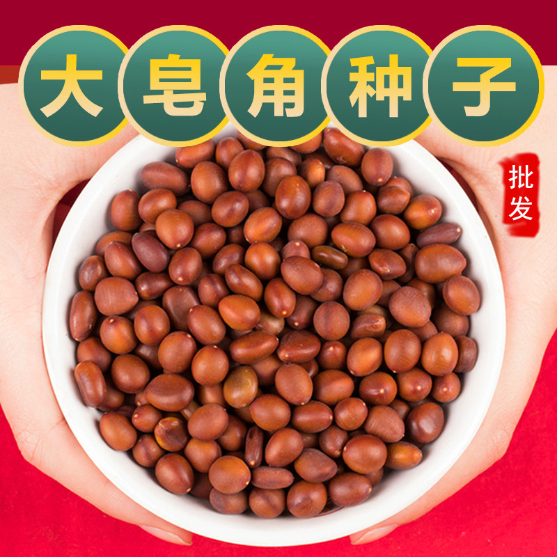 皂角种子中药材大小皂角种籽树苗盆刺皂角树苗种子篱笆围栏皂荚刺