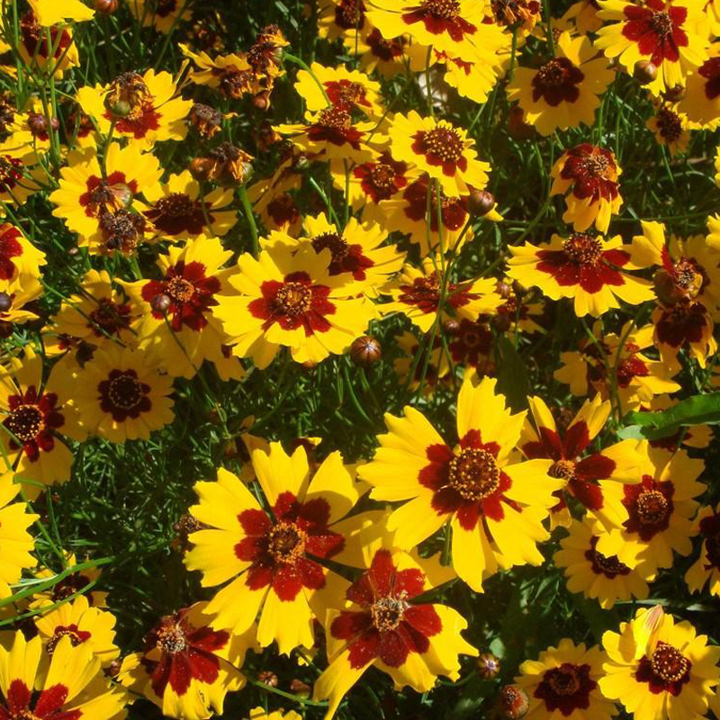 蛇目菊种子天山雪菊四季易种活的阳台盆栽绿植两色金鸡菊花籽花海