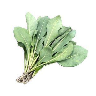 板蓝根根苗中药材板蓝根秧苗大叶板蓝根庭院田园植物苗药食两用