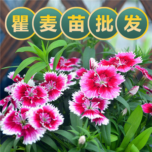 瞿麦石竹种苗瞿麦中草药种植苗彩虹花耐热耐贫瘠盆栽阳台花卉种植