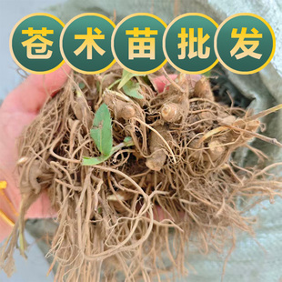 苍术苗中药材北苍术种苗百草园基地研学新鲜现挖根苗黄芪冬草桔梗