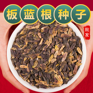 中药材板蓝根种子板蓝根籽大青叶种籽板蓝根种子苗中草药种植种孑