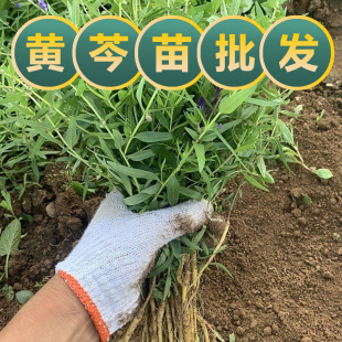 黄芩苗药用观赏黄芩种苗新鲜药材苗阳台盆栽农家大田种植基地研学