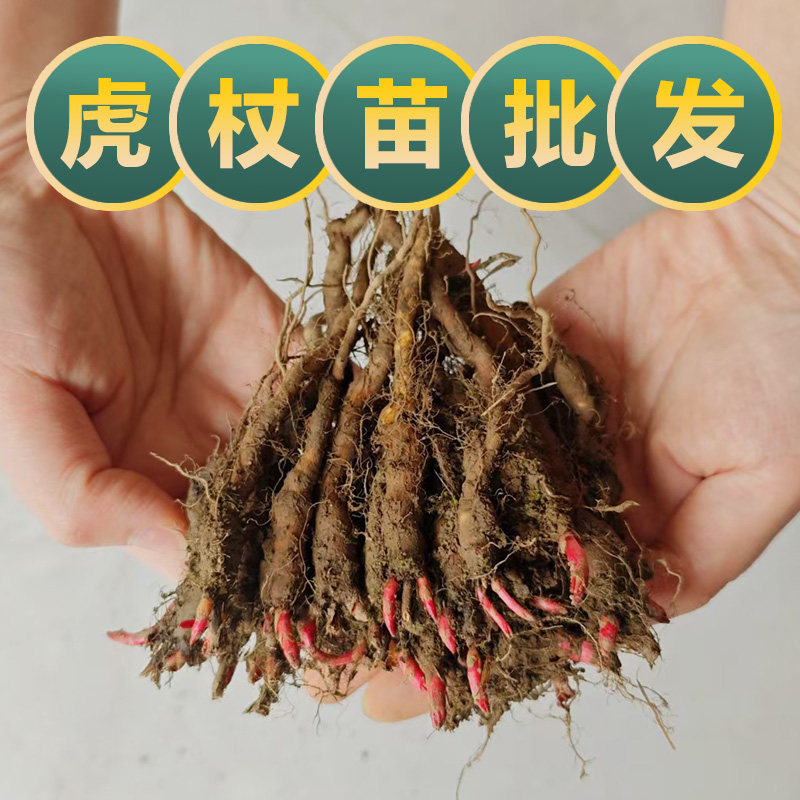 新鲜现挖虎杖苗虎杖根苗多年生草本植物酸筒杆苗庭院盆栽绿植