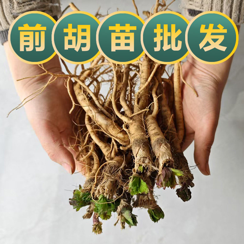新鲜现挖前胡种苗鸡脚前胡官前胡中药材前胡种植苗