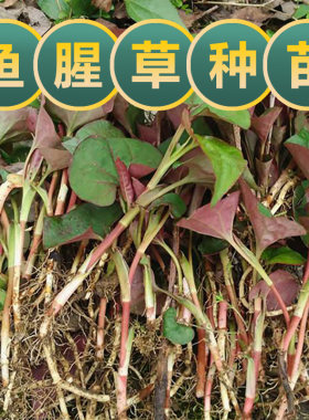 鱼腥草盆栽折耳根种苗四季种植阳台露台花卉食用鱼腥草折耳根