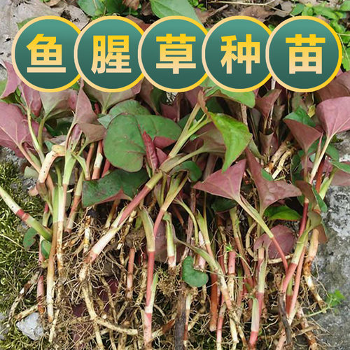 鱼腥草盆栽折耳根种苗四季种植阳台露台花卉食用鱼腥草折耳根