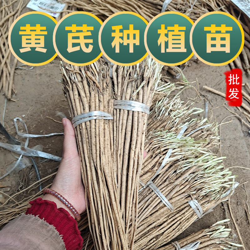 黄芪种植苗黄芪苗中药材名贵药材种植苗大全党参当归黄精甘草黄芩