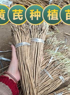 黄芪种植苗黄芪苗中药材名贵药材种植苗大全党参当归黄精甘草黄芩
