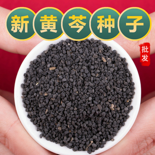 散装黄芩种籽新黄芩中药材茶种子苗抗旱另有党参柴胡黄芪甘草种孑