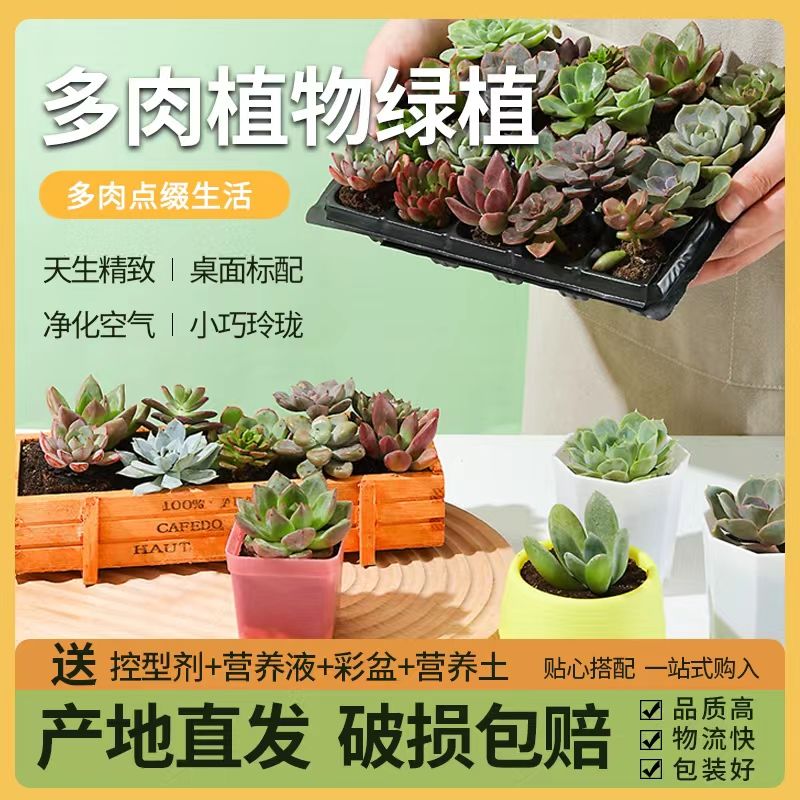 多肉植物盆栽精选品种指定一站式组合套餐大全好养易活室内外园艺