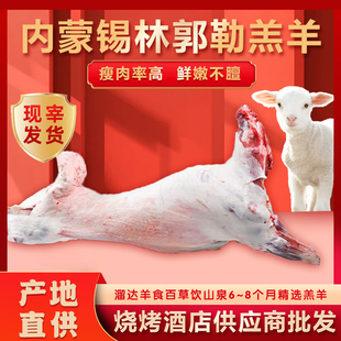 羊肉新鲜白条羊现宰整只内蒙羔羊酮体排酸烤全羊烧烤专用10 35斤
