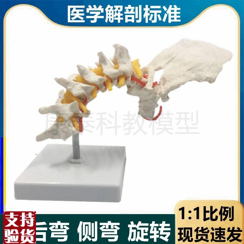 颈椎模型前后弯侧弯旋转椎体错位演示灵活正骨练手颈动Z脉神经肌