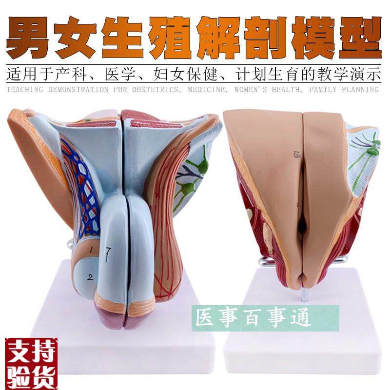 女性生殖器官结构模型4部件女性内外生殖系统R子宫解剖计生模型
