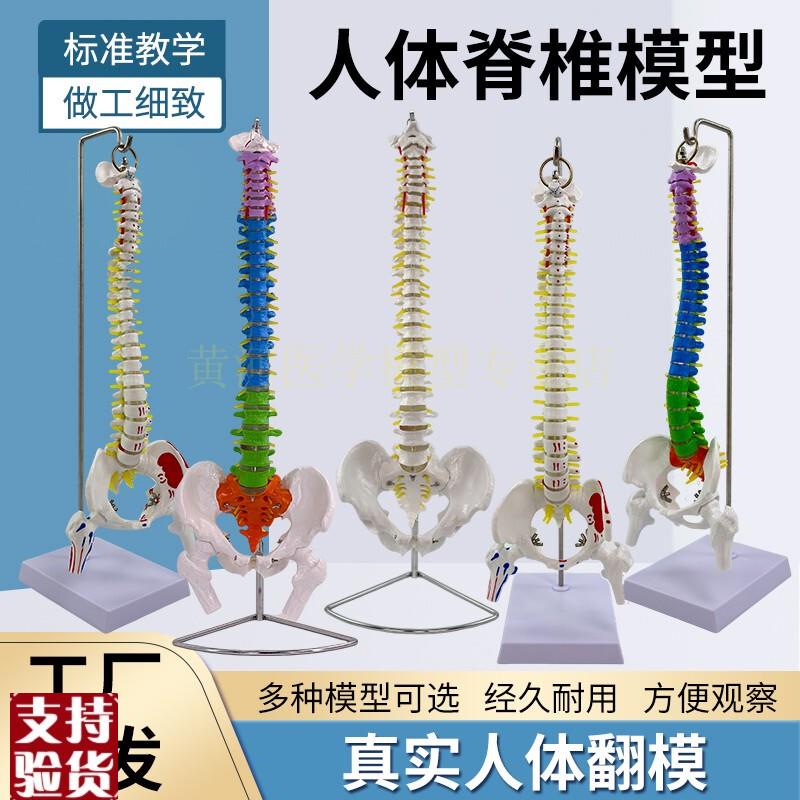 80CM自然大脊椎带盆骨模w型1:1比例脊柱模型颈胸椎软腰椎骨盆