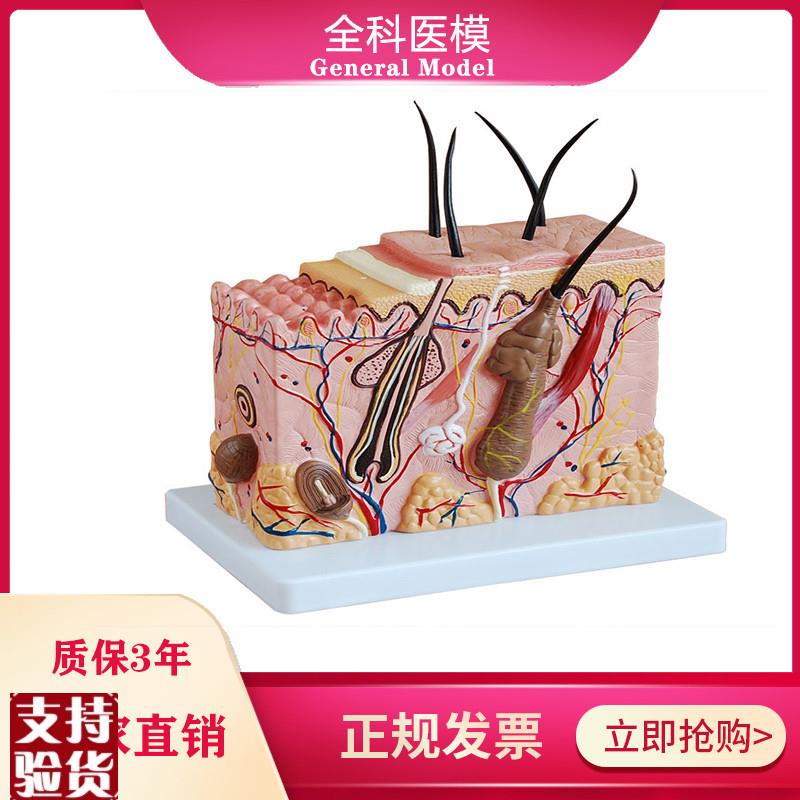 皮肤结构放大模型中型组织层次立体构造L微整形美容医教学模具