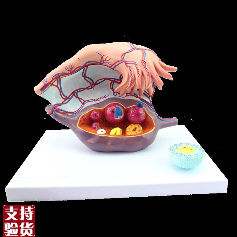 ENOVO颐诺卵巢子宫模型医学妇科教学卵巢结构模型Y女性生殖系统