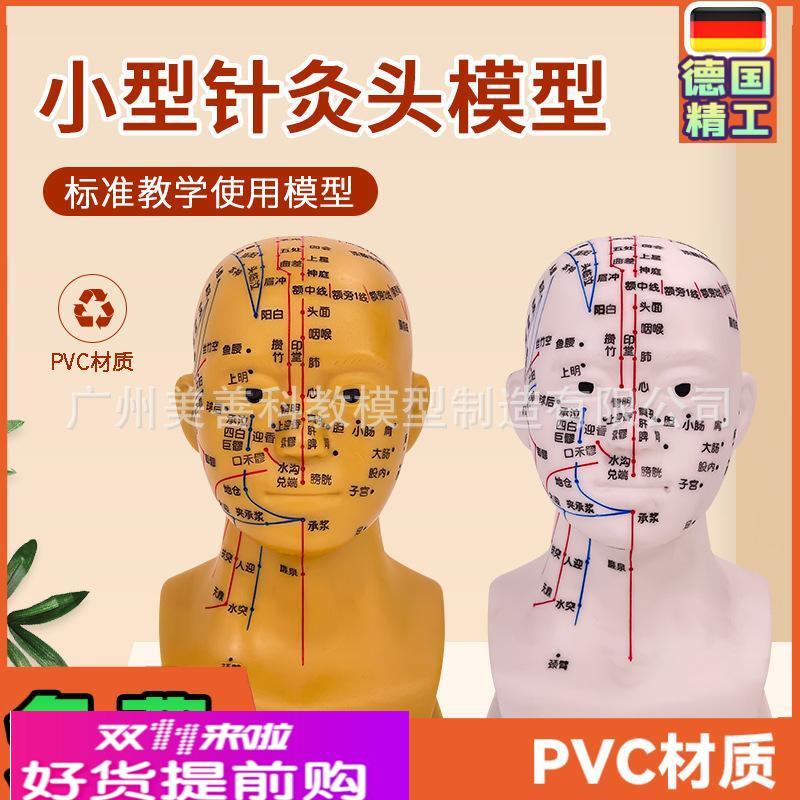头部针灸穴位模型 人体头部针灸模型 20CM小型头部四功能针灸模型