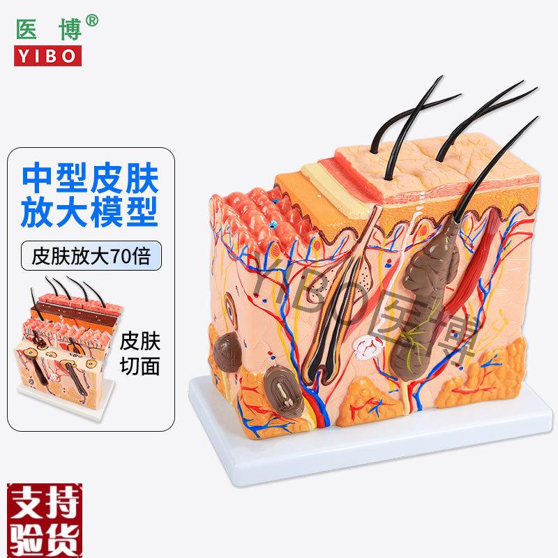 医博皮肤结构解剖模型美容教学皮肤组织层次立体构B造微整形皮肤