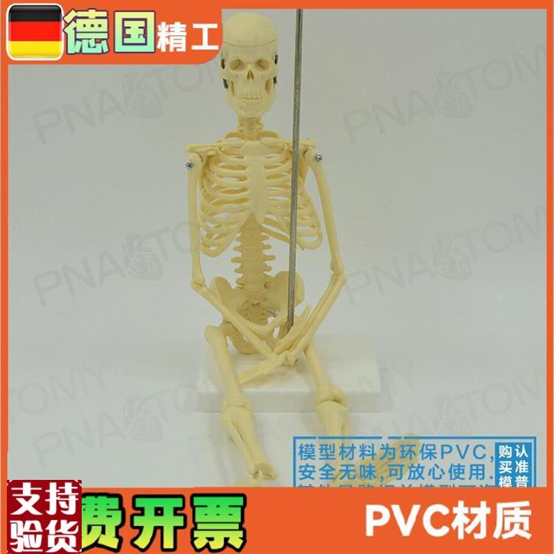 45cm小型人体全身骨骼x模型可拆卸可活动骷髅骨架玩具标本