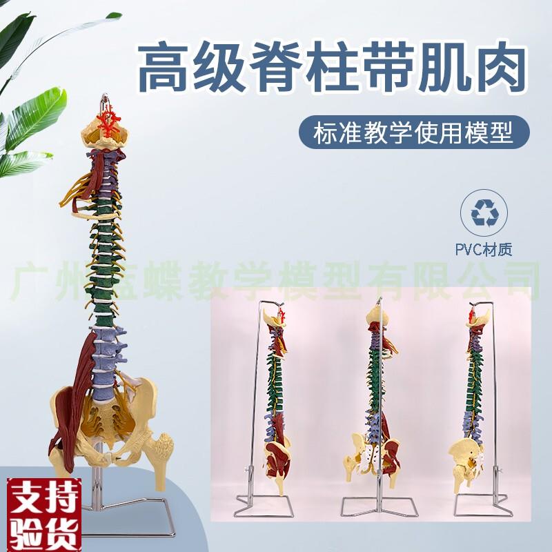彩色80CM成人k脊柱模型附肌肉1:1比例人体脊椎带颈椎胸椎尾椎骨盆