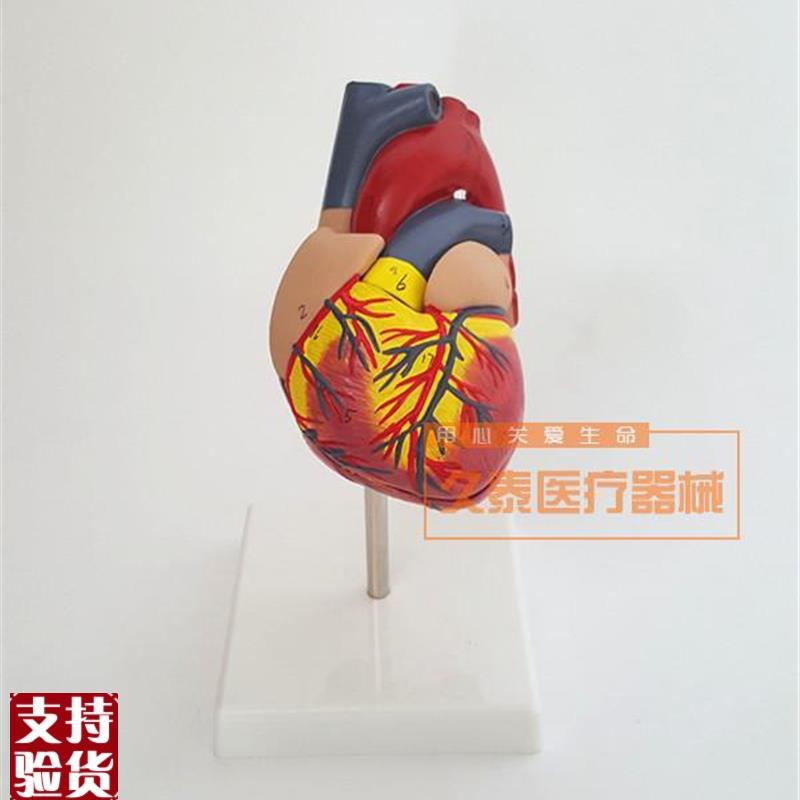 正品人体b心脏模型医学心血管内科心脏介入解剖教学冠状动脉