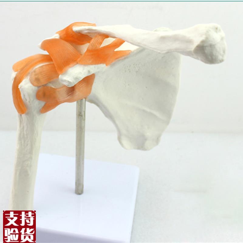 ENOVO颐诺人体肩关节模型盂A肱关节锁骨肩关节镜手术演示体育运
