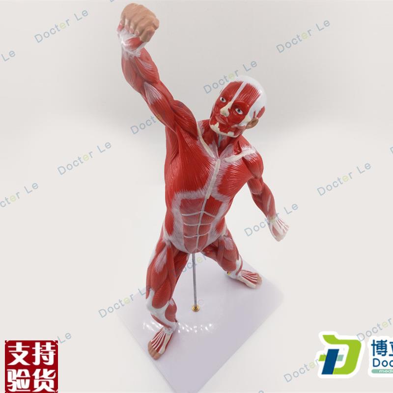 人体肌肉美术医用骨骼肌肉解剖模型健身教学人体W肌肉组织模型