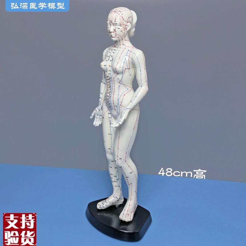 48cm高女性人体针p灸穴位模型国标经穴奇穴中医经络通用教学模具
