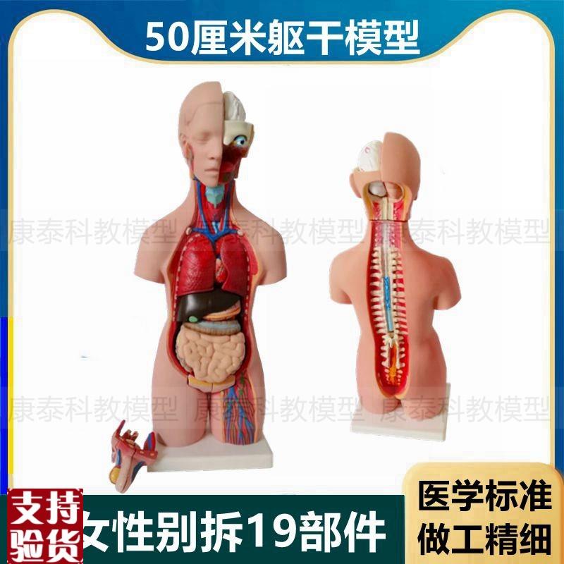 人体躯干模型50厘米高男女性别背部解剖内脏拆P卸19件拼装医学标