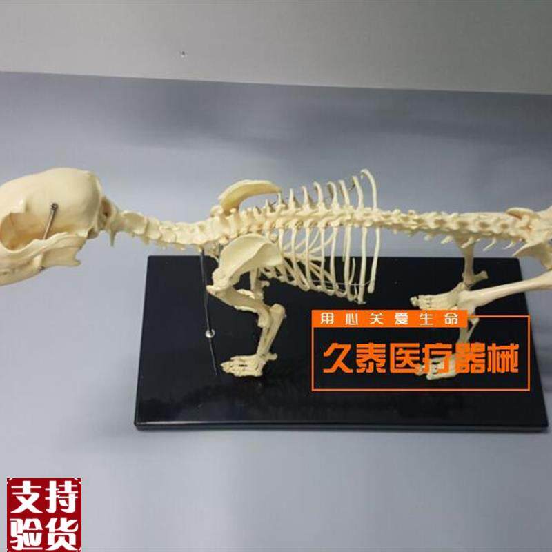 骨科器械狗骨骼标本模型宠w物动物狗猫犬教学骨架骨头骨骼模型