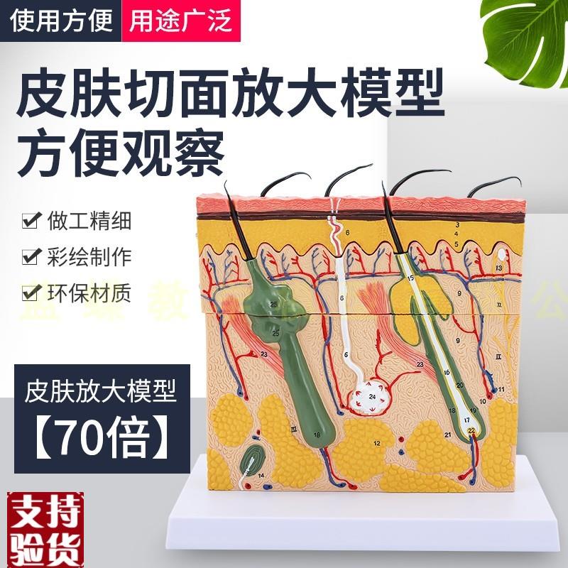 立体皮肤组织结构放n大模型层次人体构造分层解剖模具美容整形毛
