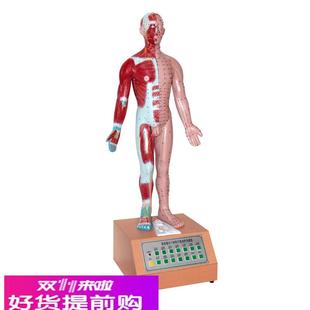 人体中医学用电动语音语言提示十四电动针灸模型解剖穴位标本模具