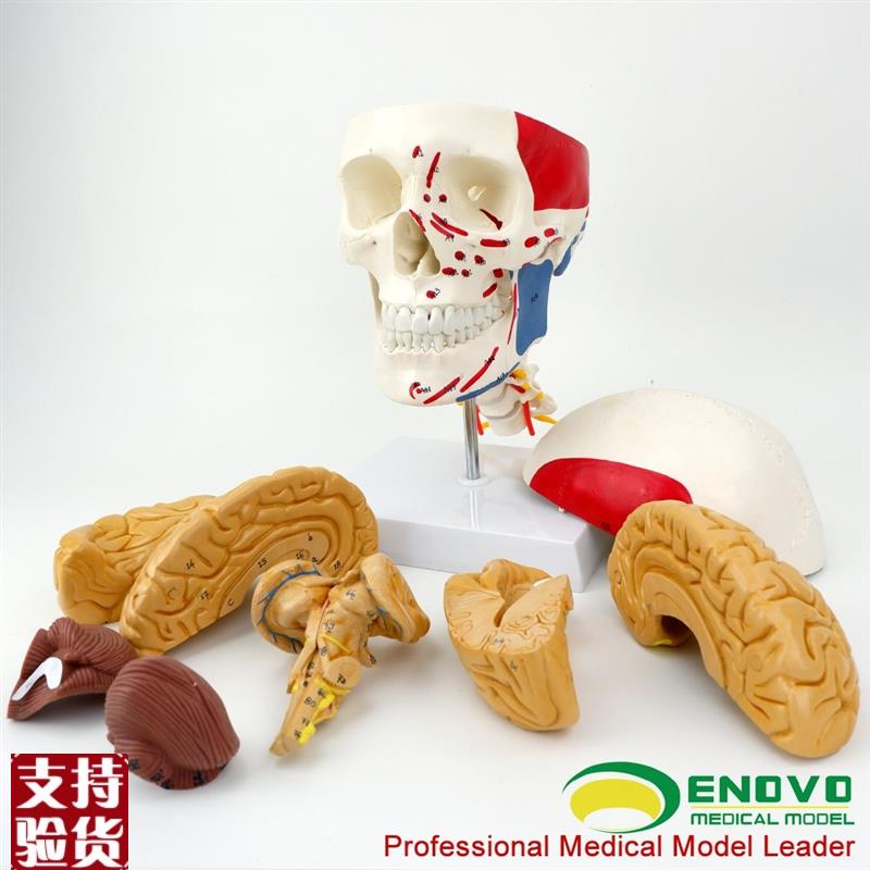 ENOVaO颐诺医学人体头颅脑肌肉大脑模型颅脑神经科解剖头骨模型1: