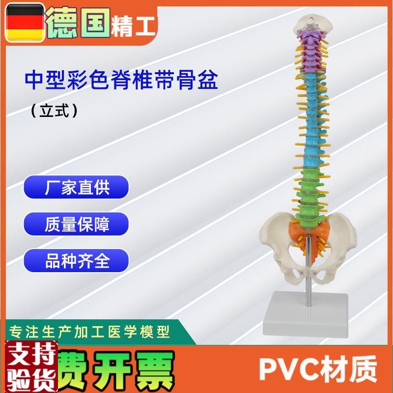 中型彩色脊椎带骨盆立式45ACM脊椎颈椎骨骼模型推拿骨科