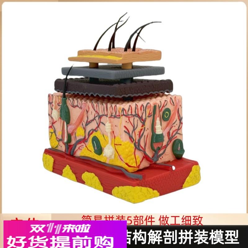 医学立体皮肤组织结构放大模型人体层次构造分层解剖模具整形头皮