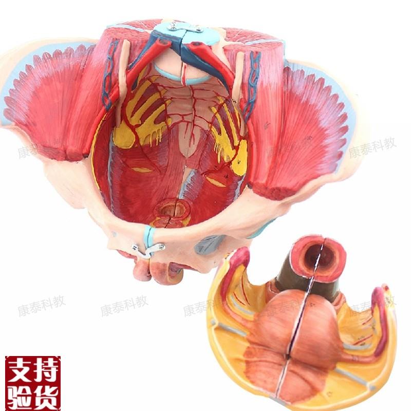 康泰医模女e性盆腔模型盆底肌会阴泌尿生殖腹腔产康修复家政培训