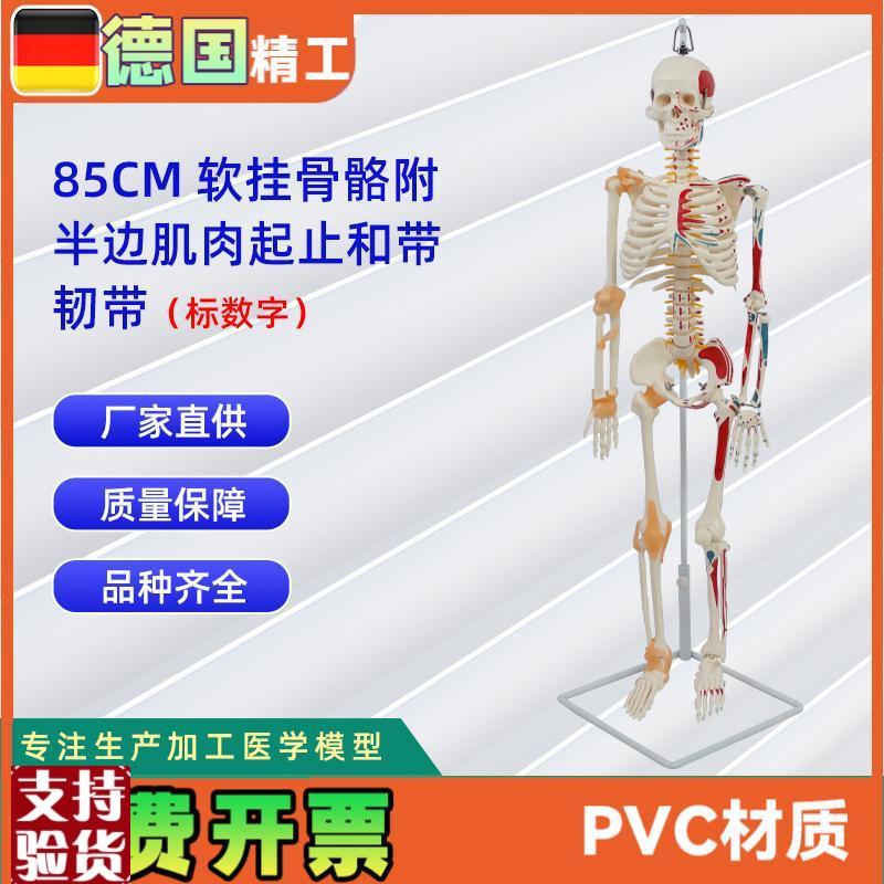 85CM软挂骨骼附半边肌肉起止标数字H和带韧带医学教学骨骼模型