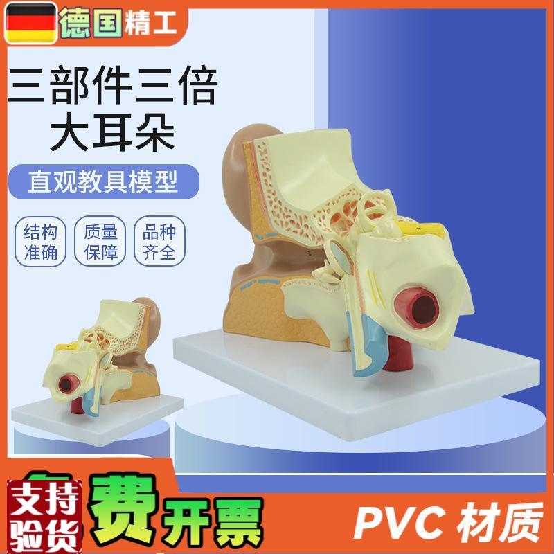 德国】耳朵模型内耳迷路t耳廓耳解剖科技馆展示放大生命馆展品