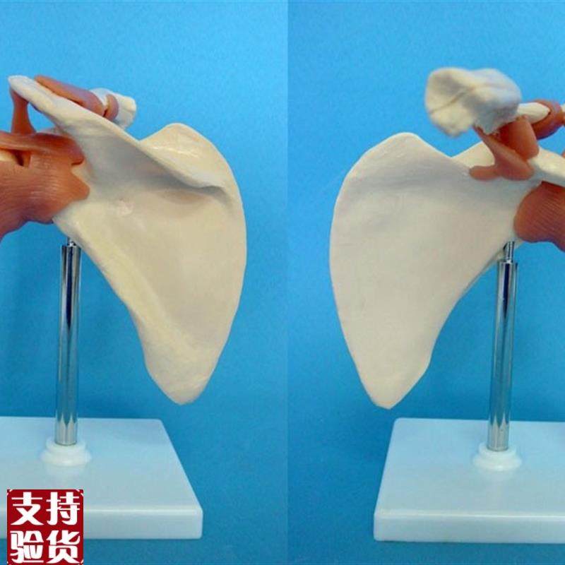包邮1:1肩关节骨骼功能模型人体骨架教学X医用讲解标本,玩具/童车/益智/积木/模型,其他模型玩具,淘宝优惠券,粉丝福利购,淘宝优惠卷