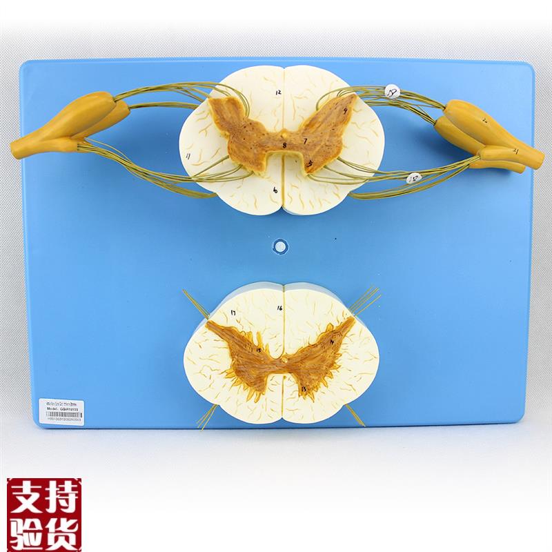 ENOVO颐诺医学人体脊髓脊神经分支G模型周围神经系统脊柱麻醉解剖