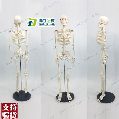 可活动骨c架标肌肉解剖脊椎骷髅小针刀正骨针灸85cm人体骨骼模型