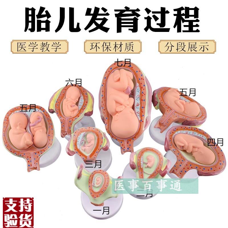 计划生育展示妊娠胚胎发育模型胎E儿形成发育过程模型生殖健康