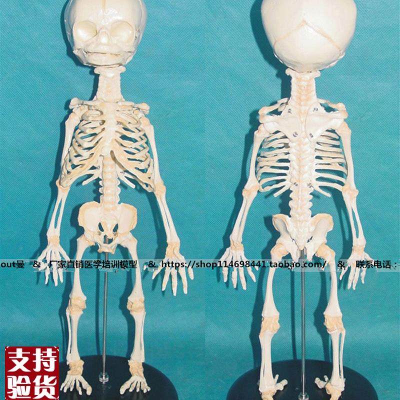 胎儿骨骼模型人k体骨骼骨架模型骨骼教学模型SMD0024,文具电教/文化用品/商务用品,模拟人,淘宝优惠券,粉丝福利购,淘宝优惠卷