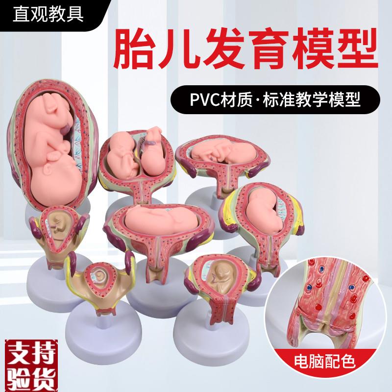 妊娠发育过程g模型胚胎计划生育模型胎儿发育过程模型子宫解剖