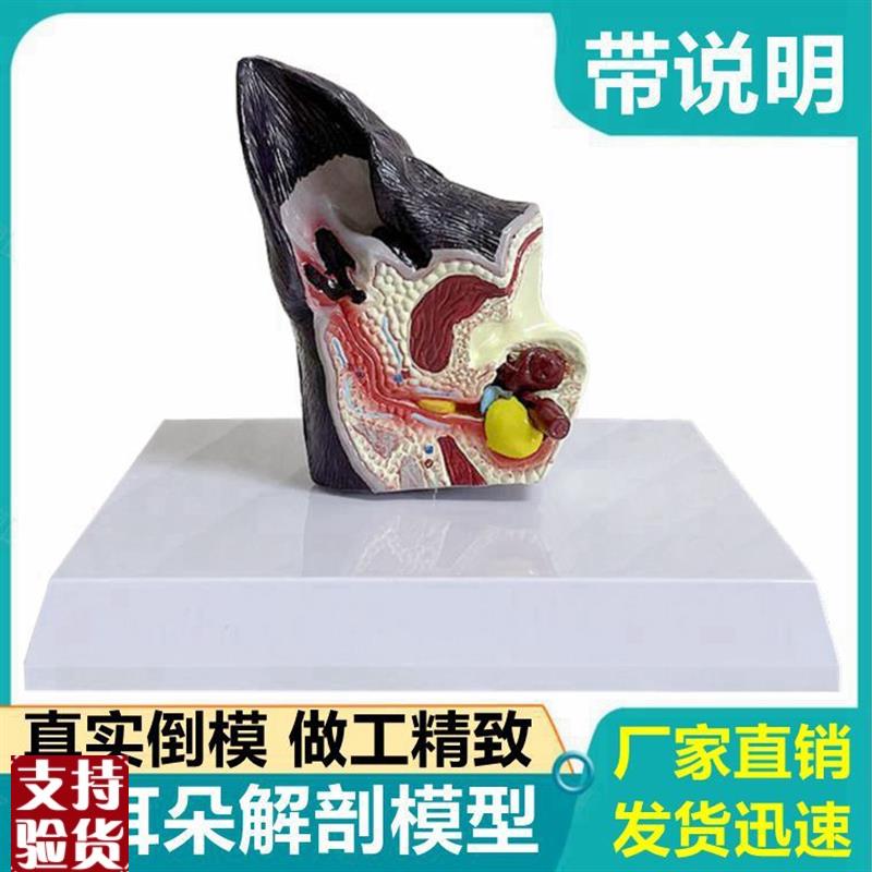 犬耳朵模型真实倒模狗耳朵结构虫子叮咬病变兽医S宠物医生用标本
