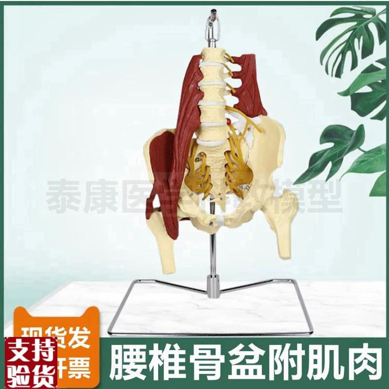 人体腰椎模d型腰部肌肉神经骨盆功能可旋转活动盆腔健身康复瑜伽